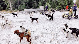 Sjusjøen Husky Tours Lillehammer [upl. by Hurd487]