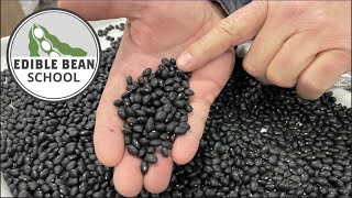 Edible Bean School Growing and marketing black beans [upl. by Ara]