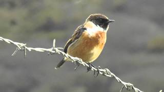 Stonechat Bird at Loe Bar Porthleven  Tarier Pâtre [upl. by Okiam]