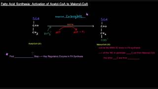 Fatty Acid Synthesis Part 3 of 12  Activation of Acetyl CoA to Malonyl CoA [upl. by Rhu]