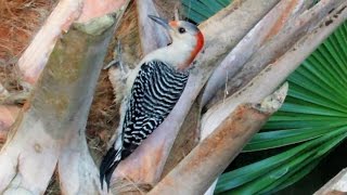 Red Bellied Woodpecker Mates Calling [upl. by Assilav893]