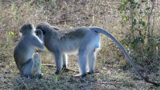 Monkeys Grooming and Mating in Kruger Park [upl. by Manoop]