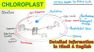 Chloroplast Structure and Functions  Ultrastructure of Chloroplast  Cell Organelle Chloroplast [upl. by Ohs]