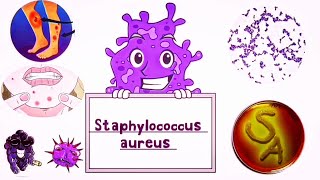 Staphylococcus aureus Causes Symptoms identification Treatment and Prevention English [upl. by Wahkuna]