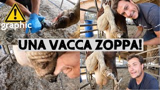 Cosa fare con una vacca zoppa [upl. by Modnarb]