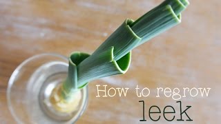 How to regrow leek Tutorial to show you how to re grow a leek [upl. by Baun649]