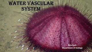 32Water Vascular System in Echinoderm [upl. by Chavey]