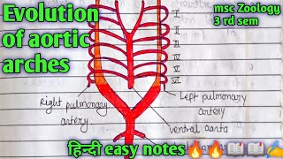 Evolution of aortic arches msc zoology 3 rd semester full हिन्दी easy नोट्स 🔥🔥🔥📖📖✍️📝 [upl. by Zoellick94]