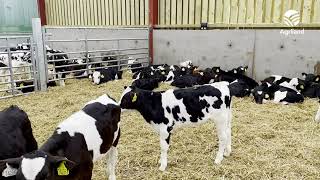 Newbuild calf shed in Cavan with calf comfort to the fore [upl. by Remat]