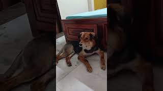 Me to katai zahar hu😎pawrents doglover petlover shortfeed funny [upl. by Elsey]