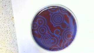 The BelousovZhabotinsky Oscillating Reaction [upl. by Hime298]