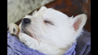 THISTLEBERRY WESTIES PUPPIES PLAYTIME AT 4 AND A HALF WEEKS OLD [upl. by Glyn]