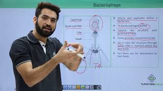 Class 11th – Virus – Bacteriophage  Biological Classification  Tutorials Point [upl. by Gaston]