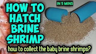 How to hatch brine shrimpbrine shrimphatchingharvestingartemiapeqon capsulein tamil [upl. by Leimad347]