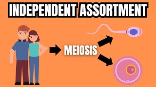 MENDELS LAW OF INDEPENDENT ASSORTMENT Simply Explained [upl. by Anitsyrhc226]