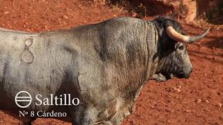 Embarcando toros de Saltillo para Ceret  2019 [upl. by Haneekas]