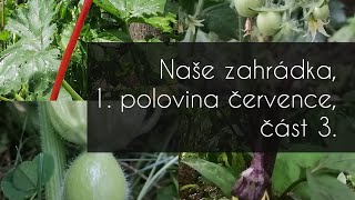 Naše zahrádka 1 polovina července část 3 smisenekultury permakultura polykultura [upl. by Padraic38]