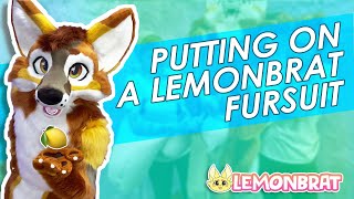 How To Wear A Lemonbrat Fursuit [upl. by Neiht272]