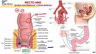 Patología Ano Rectal [upl. by Erodavlas]