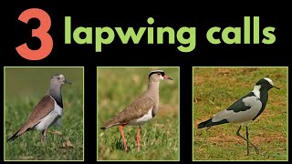 3 LAPWING CALLS from Southern Africa [upl. by Rumit]