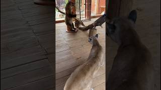 How the cougar reacted to having a bear in his home cougar bear bigcat [upl. by Philly886]