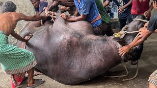 BIGGEST BUFFALO BLACK DIAMOND Grounding At Fokir Banu Bhaban  Big Mohish 2024 [upl. by Letisha]