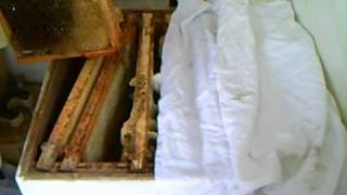 thymol solution in use nosema treating bee hives [upl. by Akirehs]