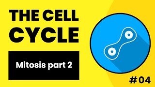 Mitosis and Cell Cycle 2  Hindi  Urdu [upl. by Cindy]