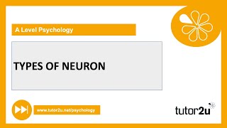 Types of Neuron  Biopsychology  AQA A Level Psychology [upl. by Davidoff]