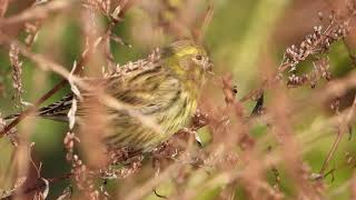 Rare European Serin  Zeldzaam Europese kanarie Serinus serinus [upl. by Theodor494]