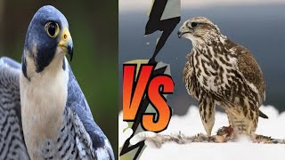 Peregrine Falcon Vs Saker Falcon The Neck Breaker Birds of Pray [upl. by Ackerman]