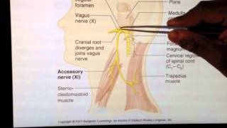 Cranial Nerves 11 of 12 Accessory Nerve  Head and Neck Anatomy 101 [upl. by Crutcher925]