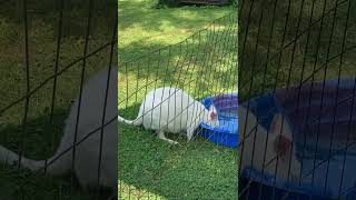 Wallabies at Fort Rickey Discovery Zoo in Rome NY [upl. by Hump]