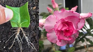 Use part of a leaf to successfully propagate Adenium flowers [upl. by Esimehc276]