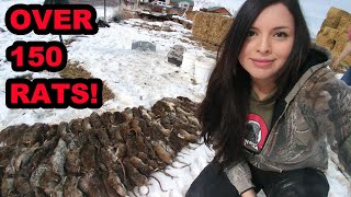 WELL OVER 150 RATS Caught by My Mink and Dogs [upl. by Delcine]