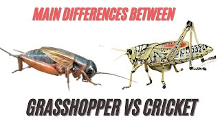 Grasshopper VS Cricket Differences  Difference Between Crickets and Grasshoppers Revealed [upl. by Harwin]