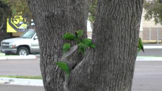 Green Parakeets McAllen Texas 20121117 [upl. by Timofei]