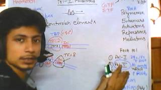 Eukaryotic transcrption part 3 polymerase II mediated transcription [upl. by Naux577]