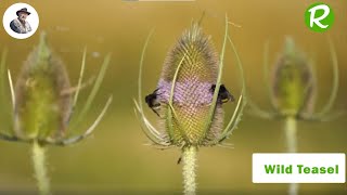 Wild Teasel the Birds Watering Hole in the Garden [upl. by Munn332]