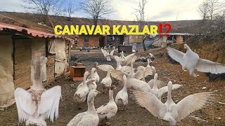 AYAK KOPARAN VAHŞİ KAZ DELİ YÜREK‼️KAZ ÇİFTLİĞİ ve ÇOK TEHLİKELİ KAZ TÜRÜ⁉️dövüşkazı vahşikazlar [upl. by Llenil735]