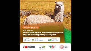 Selección de alpacas mediante los estándares raciales de los registros genealógicos 13032024 [upl. by Naeerb]