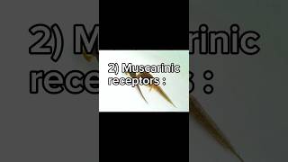 Acetylcholine receptors Muscarinic receptors شرح لمادة الفيسيولوجي بالعربي [upl. by Christean]