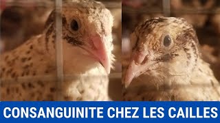 quotAGROPASTORALPrévenir la Consanguinité chez les Cailles pour Optimiser la Productivitéquot quail [upl. by Draper]