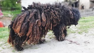 YOU WONT BELIEVE how this DOG looks after shaving all these dreadlocks [upl. by Tibold851]