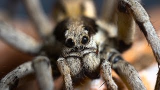 Lycosa praegrandis Prawdziwa wielka i dorosła TARANTULA [upl. by Everett]