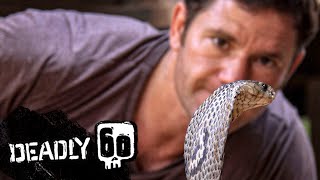 Dangerous Monocled Cobra  Deadly 60  BBC Earth Kids [upl. by Acsehcnarf]