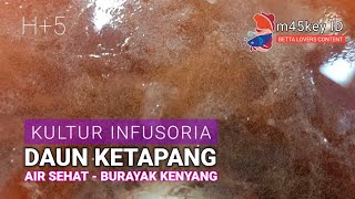 Infusoria Media Daun Ketapang Airnya Sehat Burayaknya Kenyang [upl. by Ynetruoc]