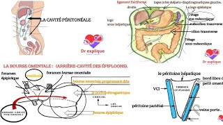 cavité péritonéale  grande cavité péritonéale et la bourse omentale [upl. by Deland884]