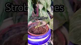 Strobilanthes plantindoorplant beauty explorethebeautyofnature [upl. by Yorgos]