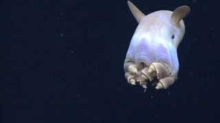 Dumbo Octopus Gulf of Mexico 2014 [upl. by Arber]